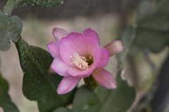 Disocactus macdougallii, photograph (c) Neptalí Ramírez Marcial, some rights reserved (CC BY)