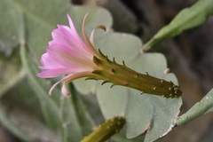 Disocactus macdougallii