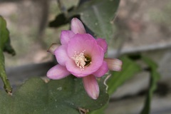 Disocactus macdougallii, photograph (c) Neptalí Ramírez Marcial, some rights reserved (CC BY)