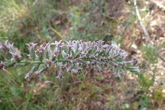 Liatris hesperelegans