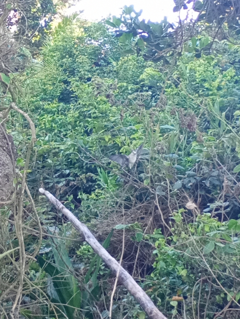 Brazilian Tropical Mockingbird