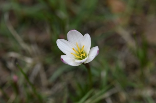 Zephyranthes minuta, photograph 5