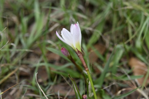 Zephyranthes minuta, photograph 6