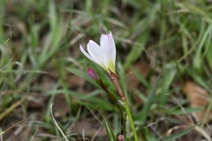 Zephyranthes minuta, photograph (c) Neptalí Ramírez Marcial, some rights reserved (CC BY)