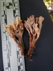 Clavulina castaneipes