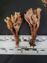 Clavulina castaneipes