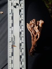 Clavulina castaneipes