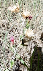 Cirsium arizonicum arizonicum
