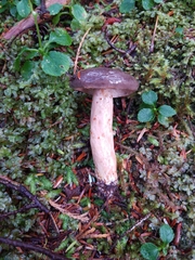 Lactarius kauffmanii