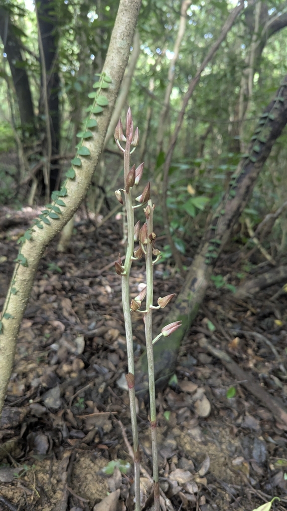Eulophia zollingeri