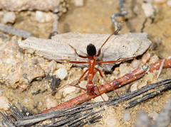 Leptomyrmex nigriventris