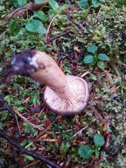 Lactarius kauffmanii