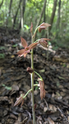 Eulophia zollingeri, photograph 5