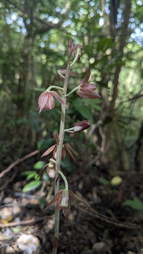 Eulophia zollingeri, photograph 6