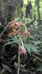 Eulophia zollingeri, photograph (c) Cheng-Te Hsu, some rights reserved (CC BY)