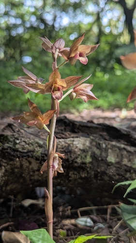 Eulophia zollingeri