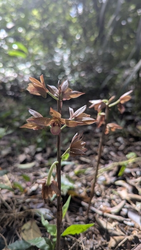 Eulophia zollingeri, photograph 2