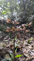 Eulophia zollingeri, photograph (c) Cheng-Te Hsu, some rights reserved (CC BY)
