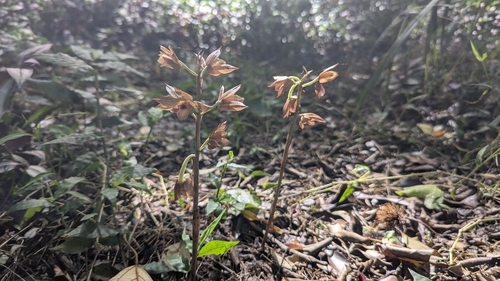 Eulophia zollingeri, photograph 3