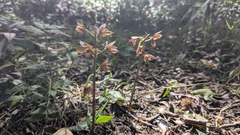 Eulophia zollingeri, photograph (c) Cheng-Te Hsu, some rights reserved (CC BY)