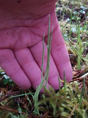 Cladonia cornuta