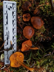 Cortinarius cinnamomeus