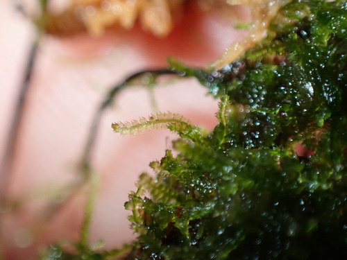 Fuscocephaloziopsis pleniceps, 2025-06-09