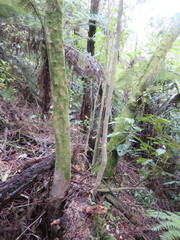 Phyllocladus trichomanoides