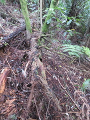 Phyllocladus trichomanoides