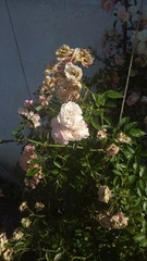 Rosa