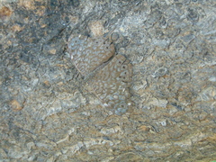 Hamadryas atlantis lelaps