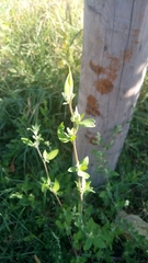 Chenopodium album