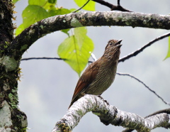 Grammatoptila striata