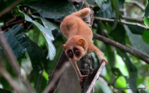 Grey Slender Loris (Loris lydekkerianus)
