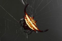 Gasteracantha falcicornis