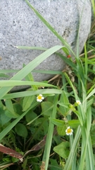 Galinsoga quadriradiata