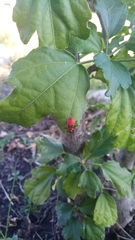 Pyrrhocoris apterus