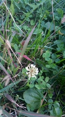 Trifolium repens