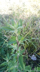 Chenopodium album