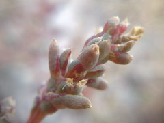 Petrosimonia oppositifolia