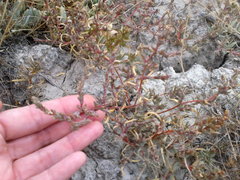 Petrosimonia oppositifolia