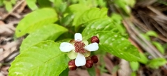 Tetracera indica