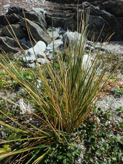 Puccinellia chathamica