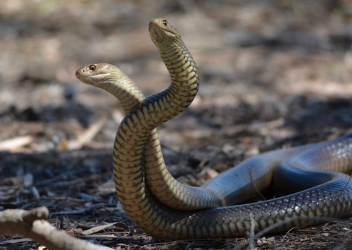 Eastern Brown Snake, Brisbane QLD, Australia, photo 8 of 10