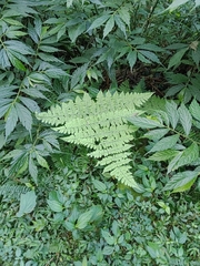 Dryopteris paleolata