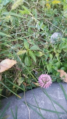 Trifolium pratense