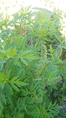Ambrosia artemisiifolia