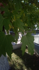 Acer