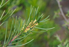 Hakea propinqua