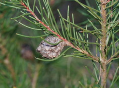 Hakea propinqua